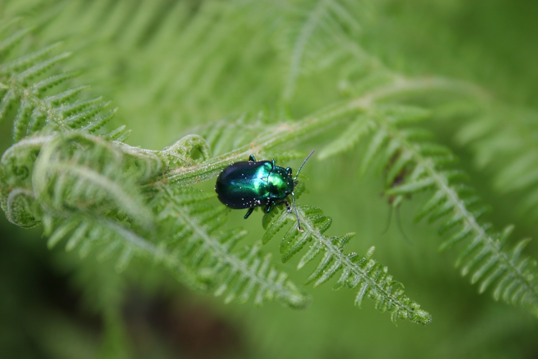 Oreina della Val Pesio (Chrysomelidae)